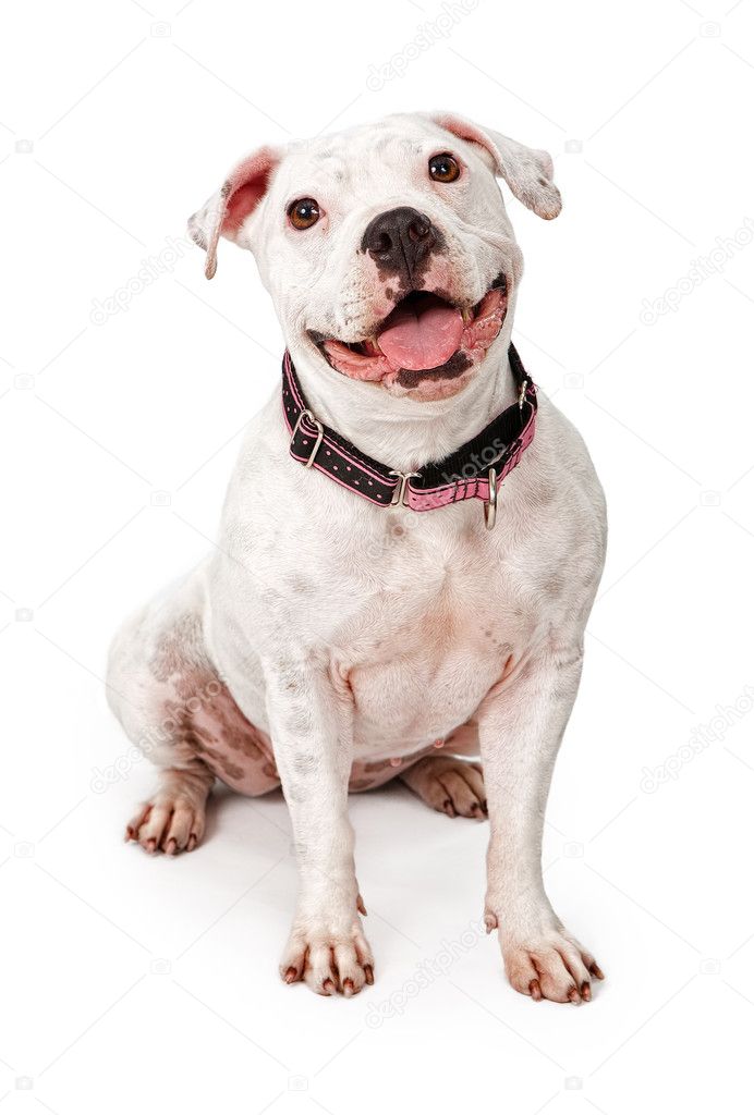 Happy White Pit Bull Dog