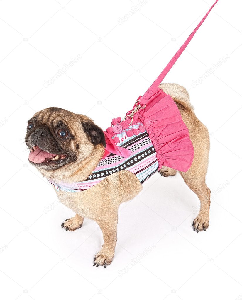 Pug wearing a pink striped outfit