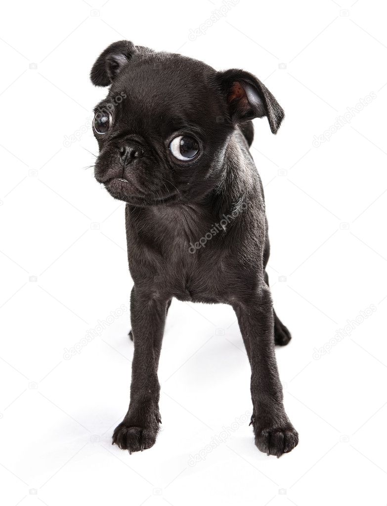 Black Pug Puppy Tilting Head