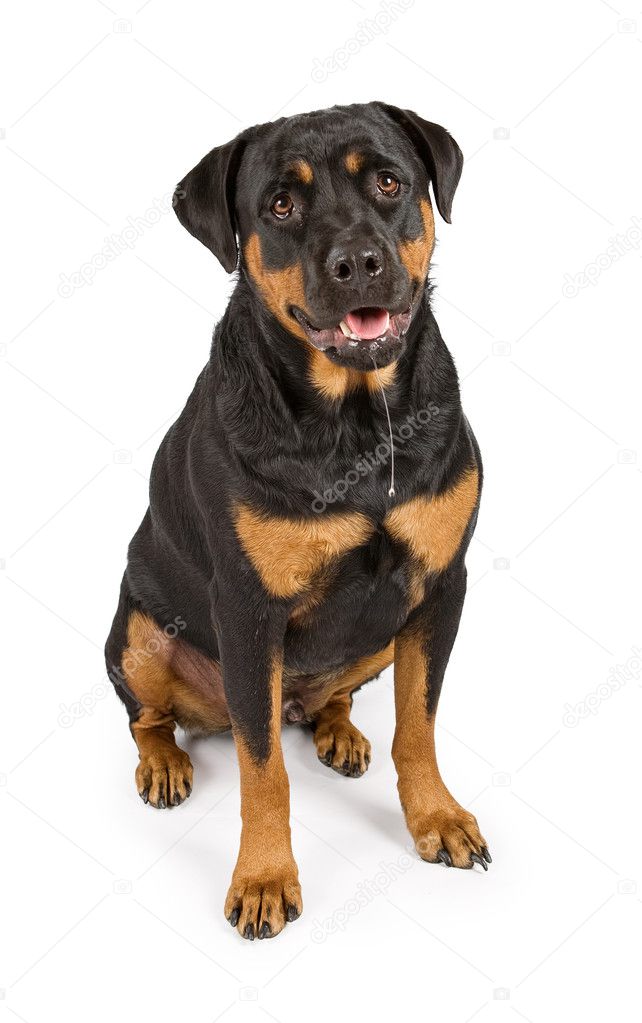Rottweiler dog with drool