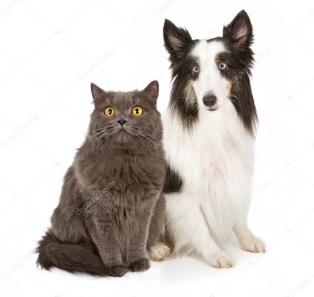 Shetland Sheepdog and Gray Cat
