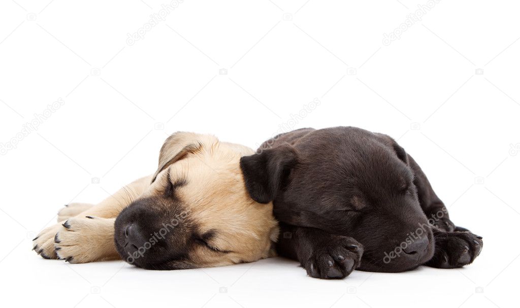 Two sleeping puppies laying together
