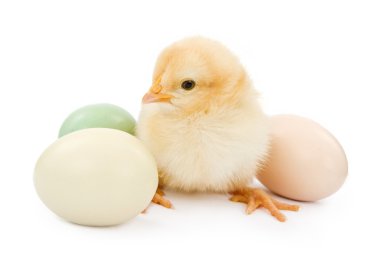 A baby chicken next to Easter eggs clipart