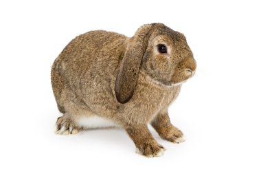 Profile of a Brown Lop-earred Rabbit clipart