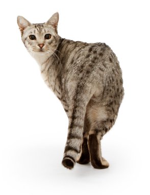 Ebony Silver Ocicat isolated on white clipart