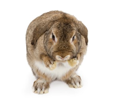 A Brown Lop-earred Rabbit With Paws Up clipart