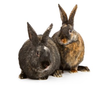 İki palyaço çapraz cins tavşan