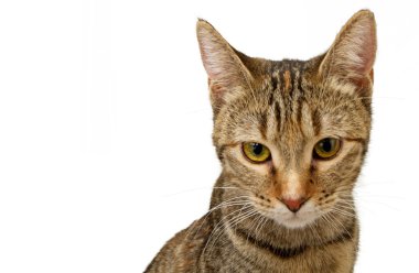 Genç tabby yavru kedi closeup