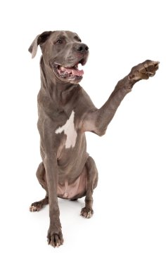 Great Dane Dog Extending Paw clipart