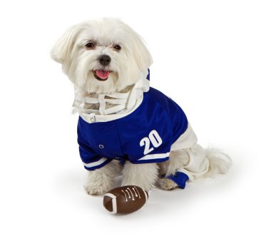 Maltese Dog waring football uniform clipart