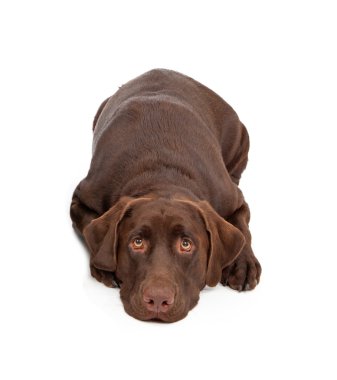 Labrador retriever köpek üzgün bir görünüm ile