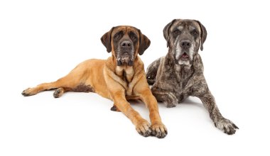 Two Mastiff Dogs Laying Down clipart