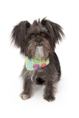 Mkxed Breed Dog Wearing Easter Bandana clipart