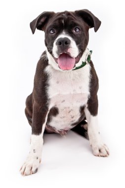 çok güzel siyah beyaz karışık cins köpek yavrusu