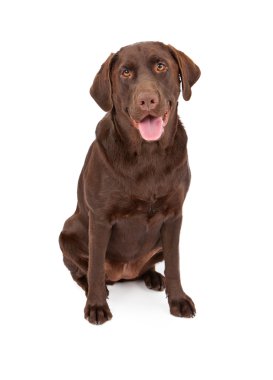 Chocolate Labrador Retriever Dog clipart