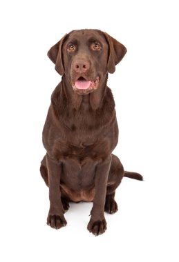 Chocolate Labrador Retriever Dog Sitting clipart