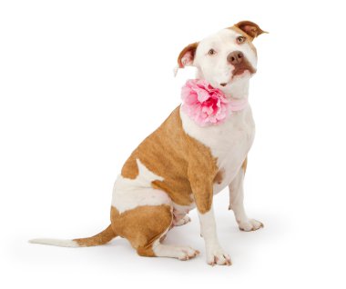 Pretty Pit Bull Terrier Dog clipart