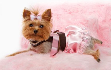 Yorkshire Terrier Dog on a Luxury Pink Bed clipart