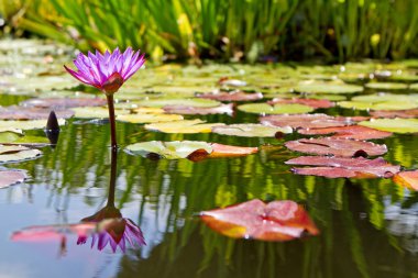 lily pond mor nilüfer çiçeği