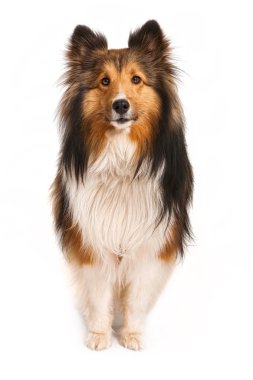 Shetland Sheepdog Looking at Camera clipart