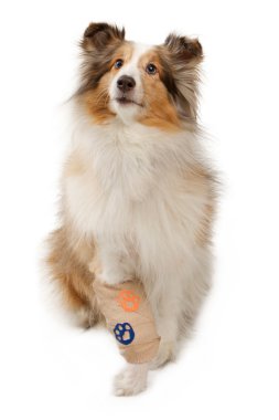 Shetland Sheepdog With Injured Leg clipart