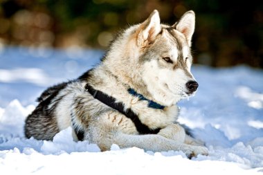 Sibirya husky köpek karda