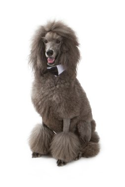 Poodle dog waring a bow tie sitting clipart