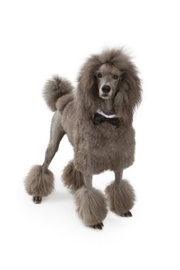 Standard Poodle Dog With Bow Tie clipart