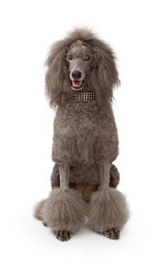 A large gray standard Poodle dog on white clipart