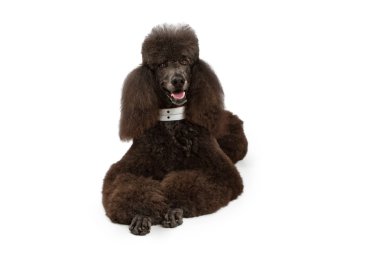 Black Standard Poodle dog laying down clipart