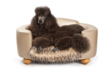 Black Standard Poodle dog on Luxury Bed clipart