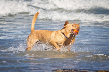 Two doggs with one toy in beach clipart