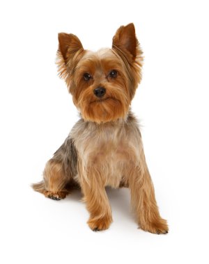 Yorkshire terrier köpek beyaz