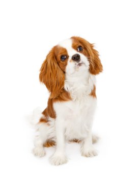 Cavalier King Charles Spaniel Dog clipart