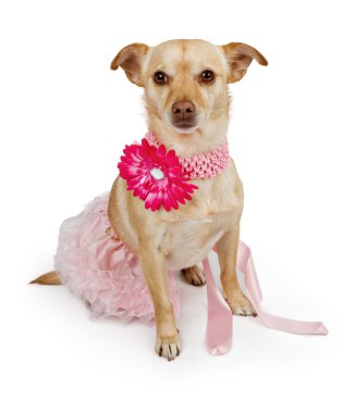 Chihuahua mix dog wearing a pink tutu and flower collar clipart