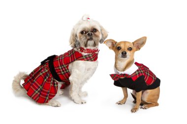 Chihuahua and ShihTzu Dressed for Christmas clipart