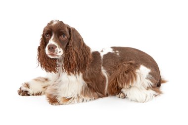 Cocker Spaniel Dog Laying Down clipart