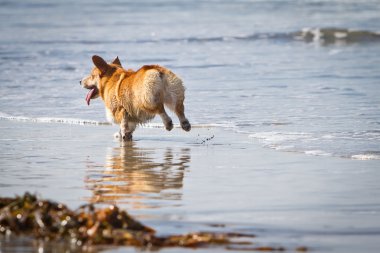 plajda çalışan corgi