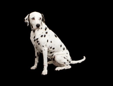 Dalmatian Dog on Black Background