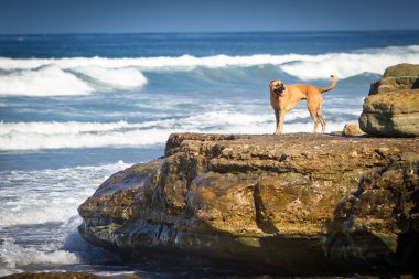 Sahilde bir kaya üzerinde köpek