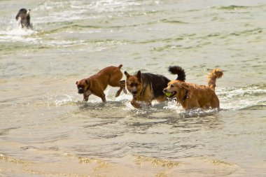 üç kaplama okyanus su köpekler