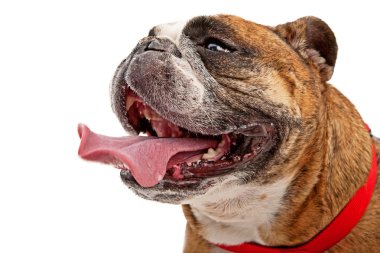 English Bulldog With Tongue Out clipart