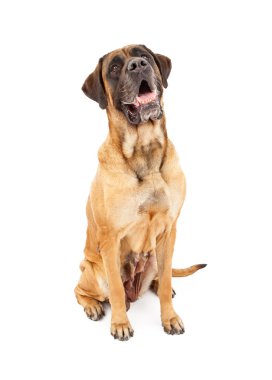 English Mastiff Dog Sitting clipart