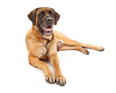 Engish Mastiff Dog clipart