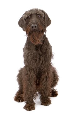 siyah dev schnauzer köpek