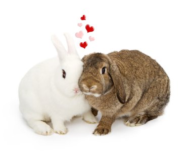 Two rabbits with faces touching clipart