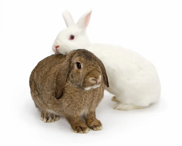 A brown and a white rabbit isolated on White — Stock Photo, Image