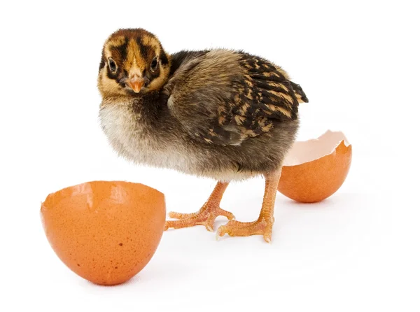 Een nieuw gearceerde baby bruin en geel kip — Stockfoto