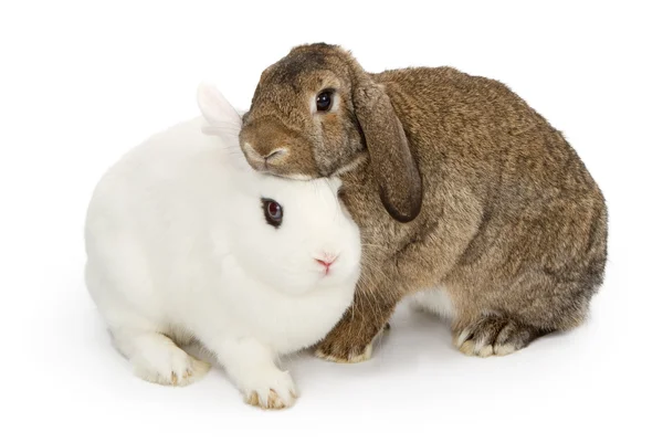Brown and white rabbits snuggling — Stock Photo, Image