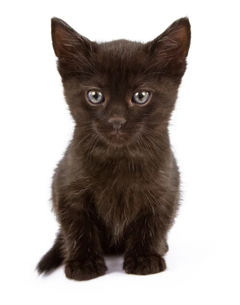 Pequeño gatito negro sobre un fondo blanco —  Fotos de Stock